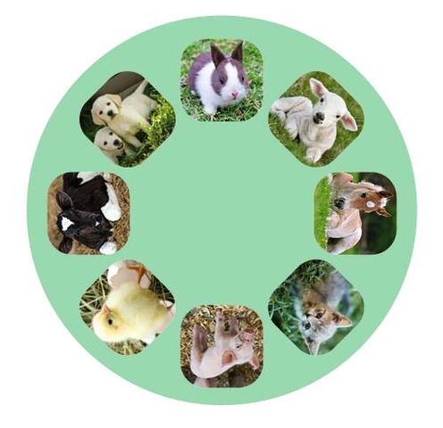 X_Kleine Diashow Tierbabys