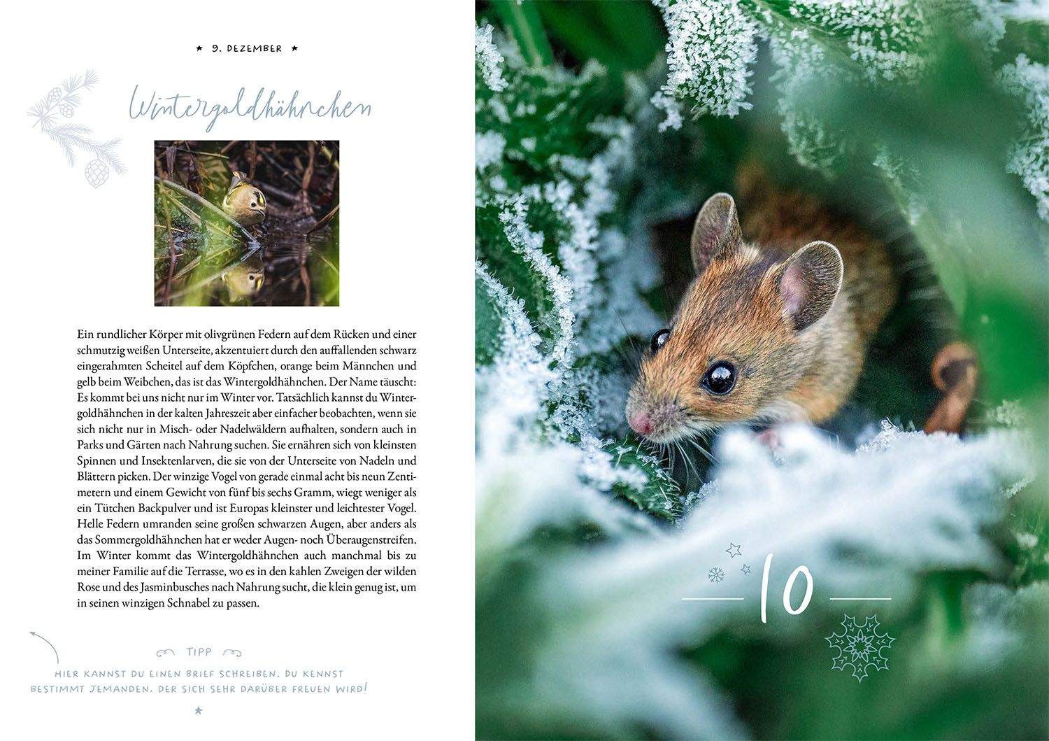 Winter Moments in Nature – der Adventskalender (Mängelexemplar)