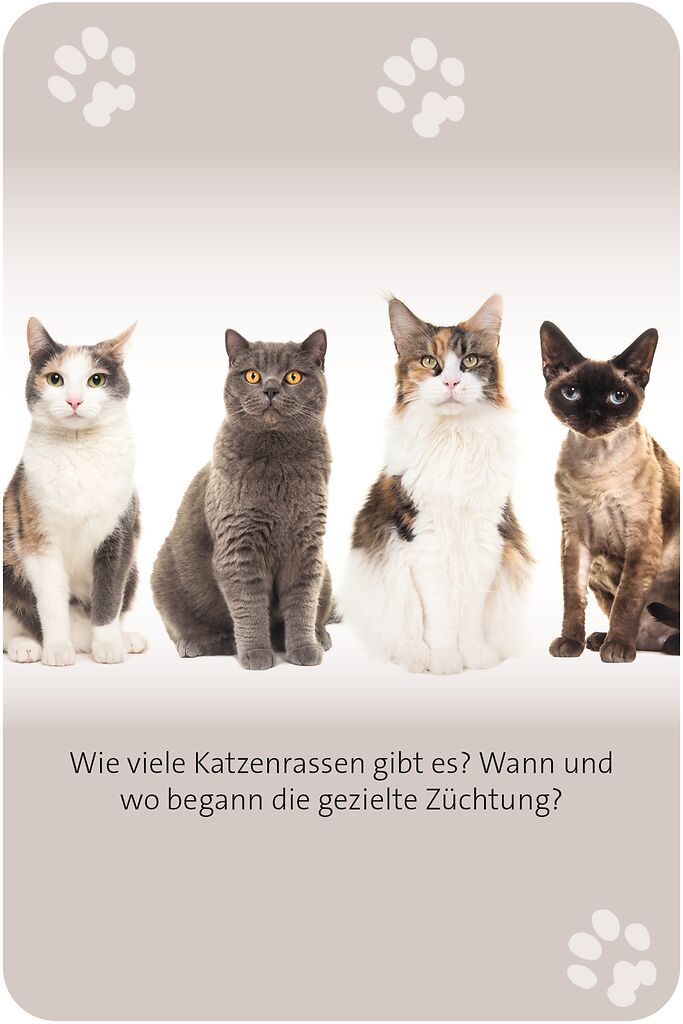 X_Das große Katzen Quiz (Mängelexemplar)