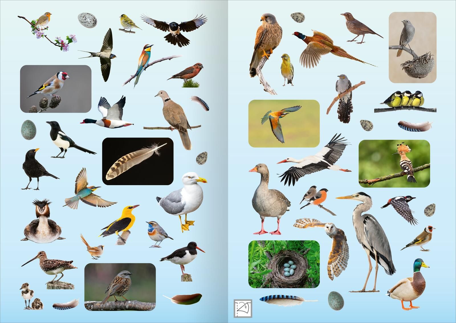 Naturforscher-Kids – Fotosticker Vögel
