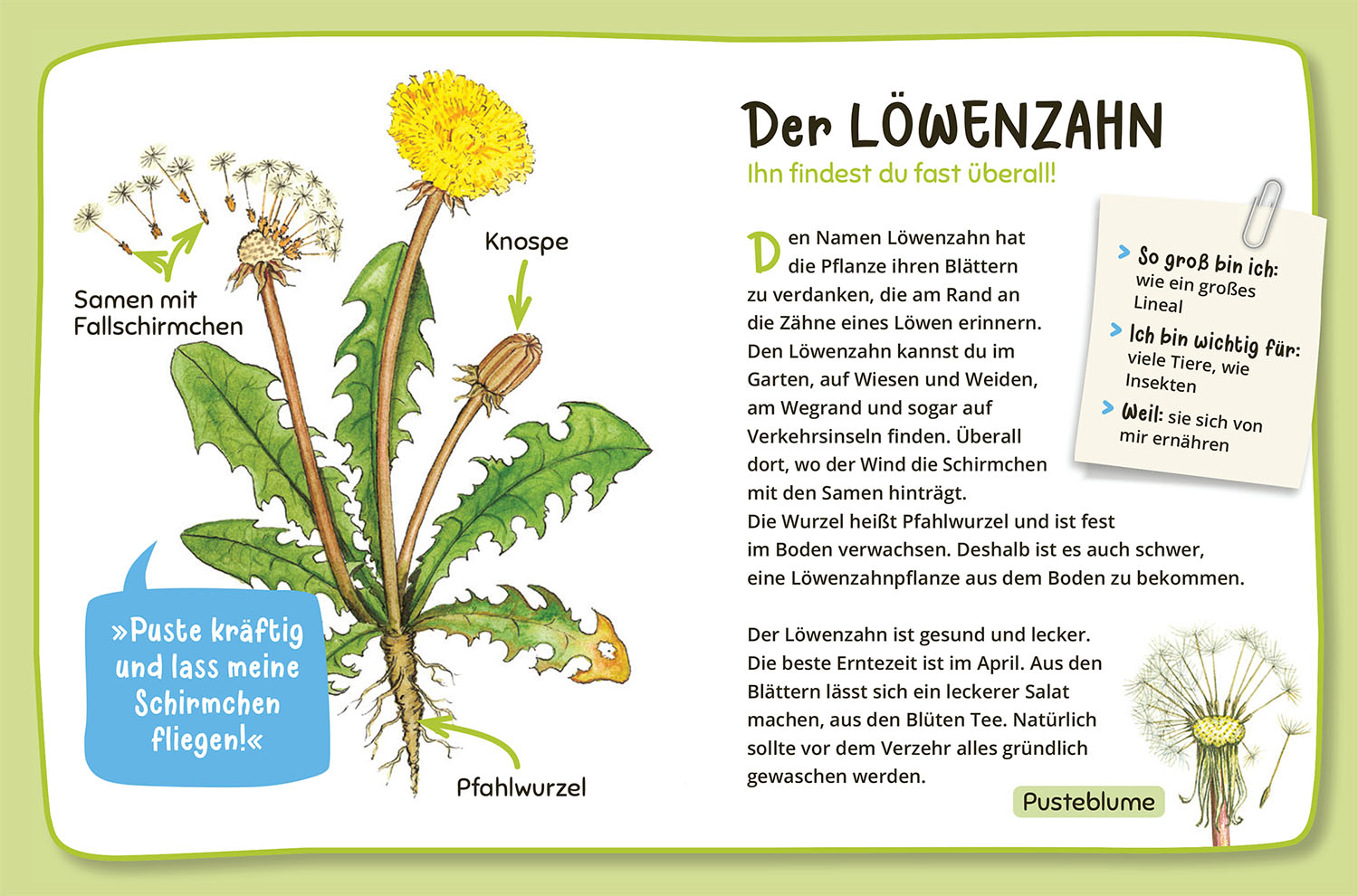 Mein erster Naturführer Was lebt im Garten? (Mängelexemplar)