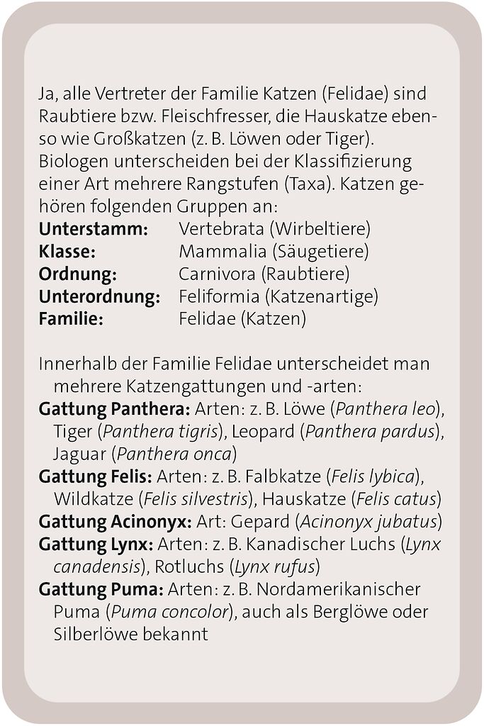 X_Das große Katzen Quiz (Mängelexemplar)