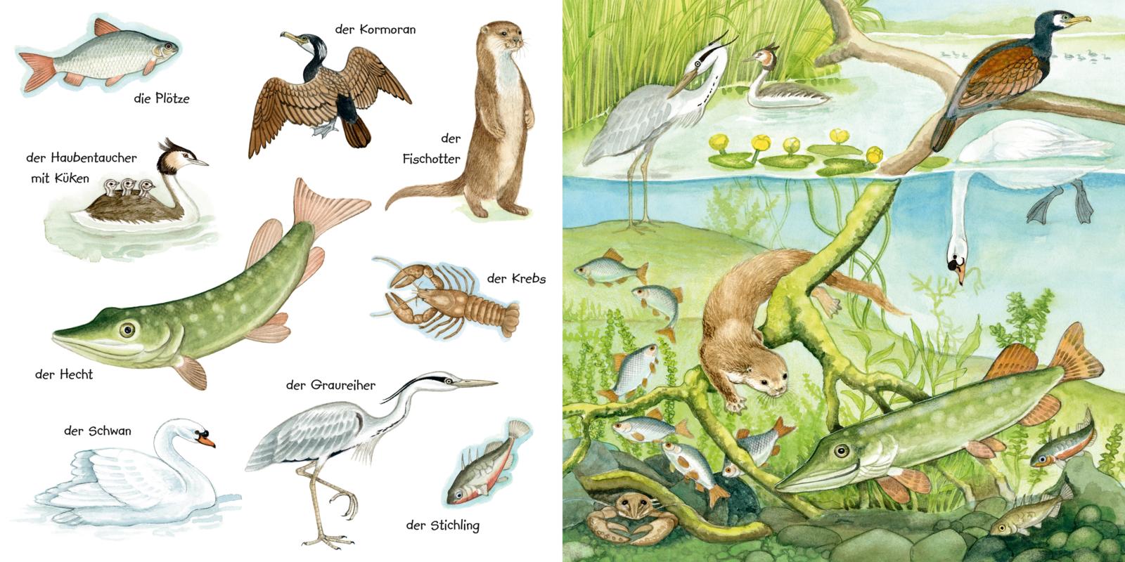 Mein kleines buntes Bildwörterbuch: Tiere im und am Wasser (Mängelexemplar)