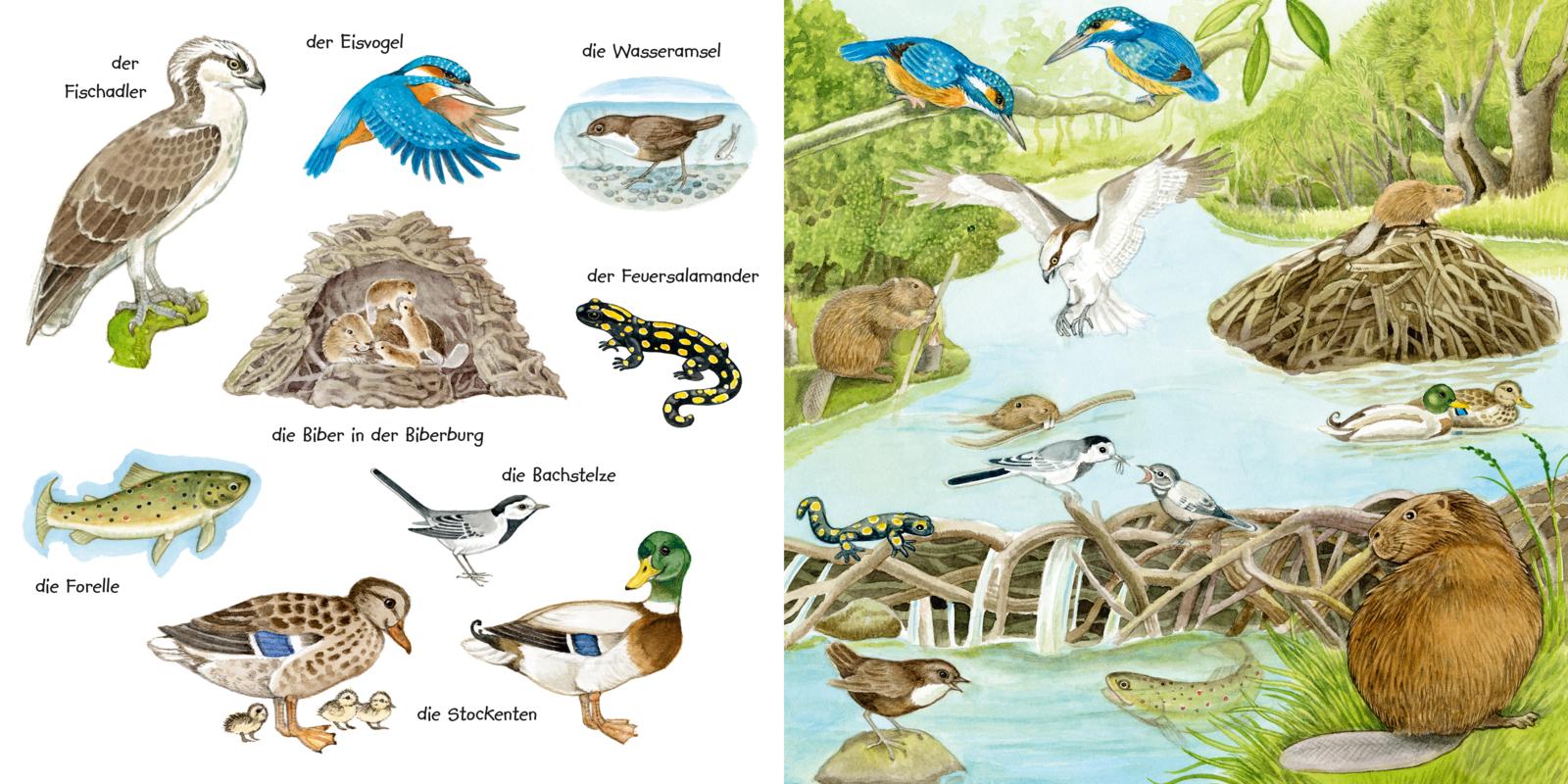 Mein kleines buntes Bildwörterbuch: Tiere im und am Wasser (Mängelexemplar)