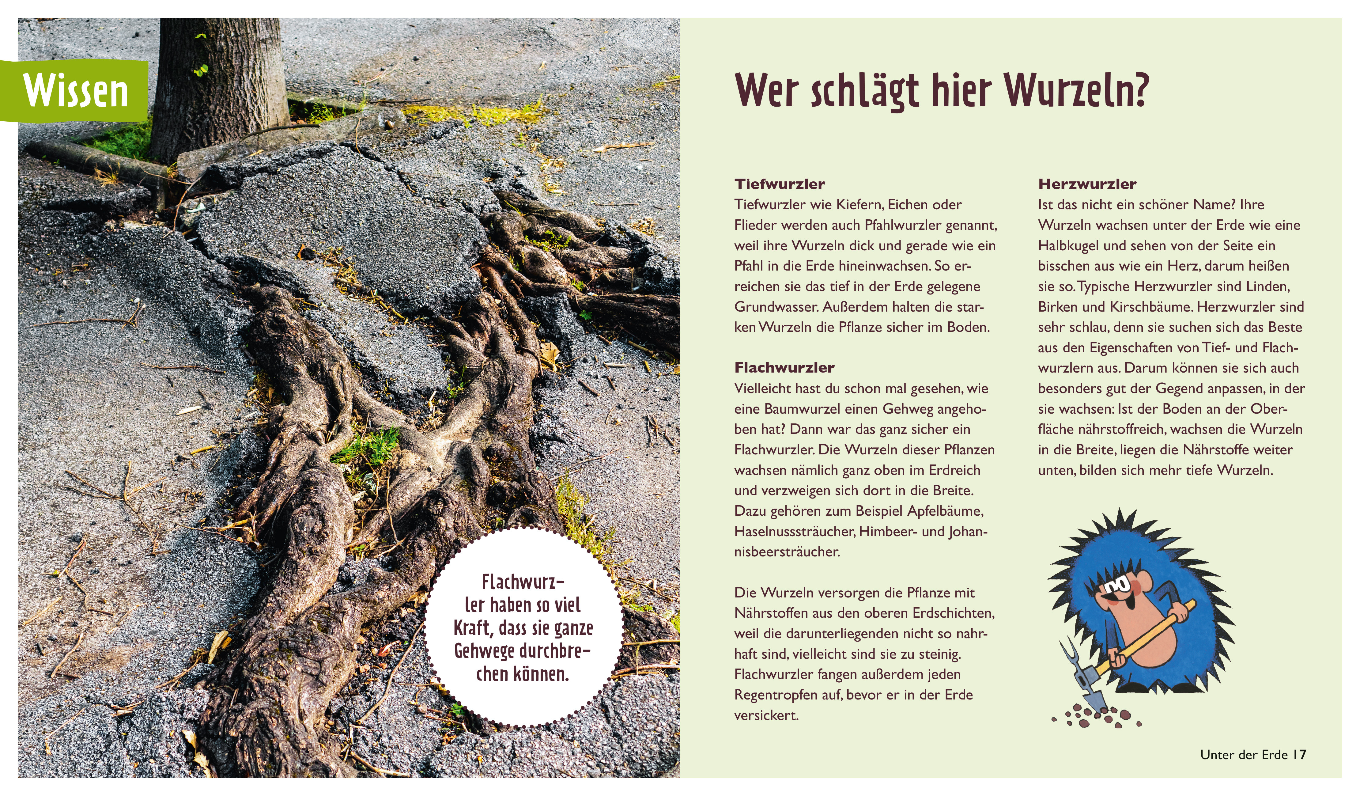 Der kleine Maulwurf: Über und unter der Erde (Mängelexemplar)