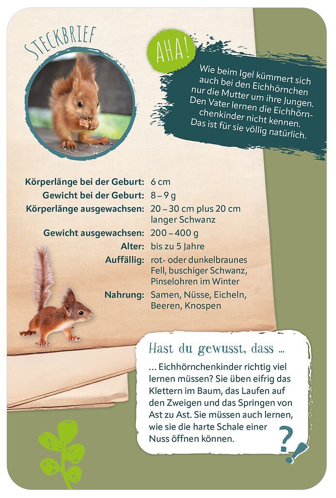 Die 100 süßesten Tierbabys (Mängelexemplar)