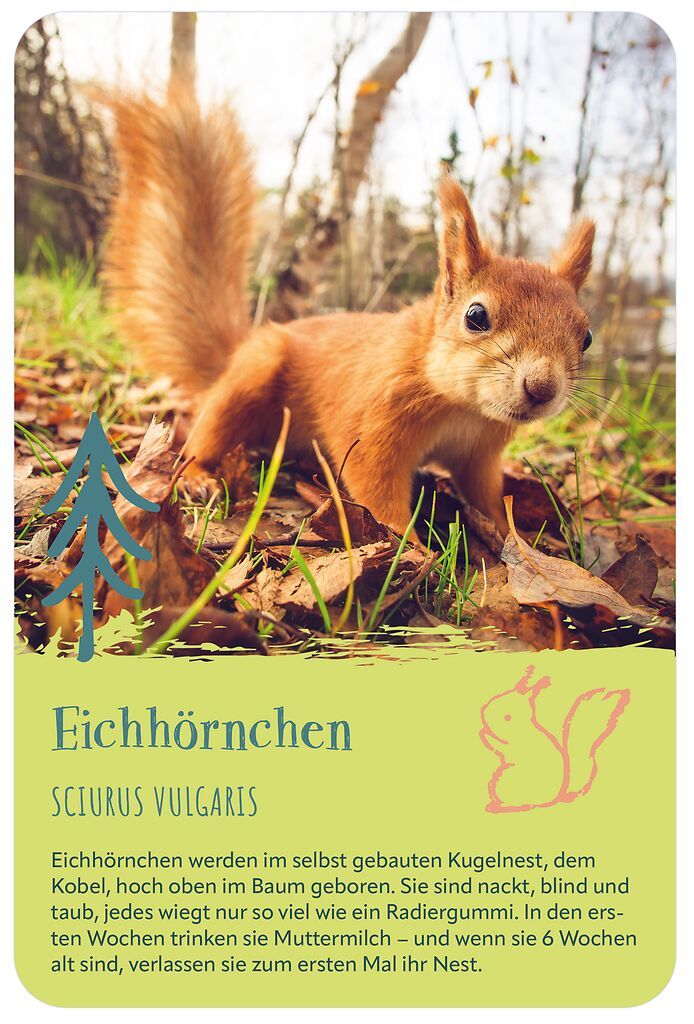 Die 100 süßesten Tierbabys (Mängelexemplar)