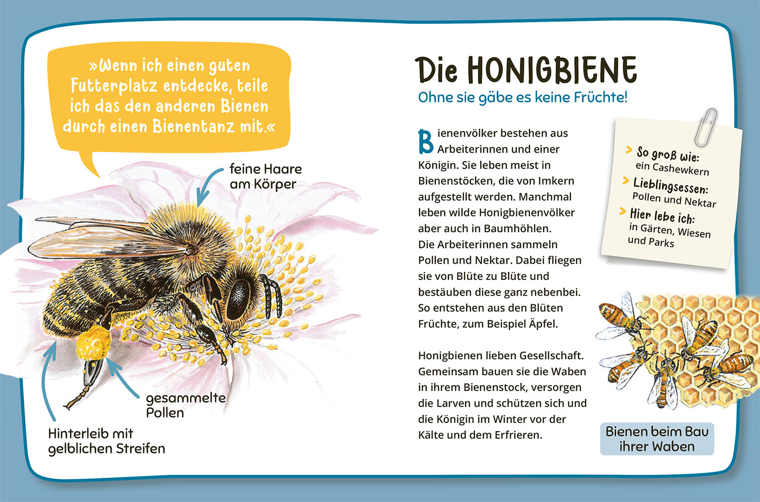 Mein erster Naturführer Was lebt im Garten? (Mängelexemplar)