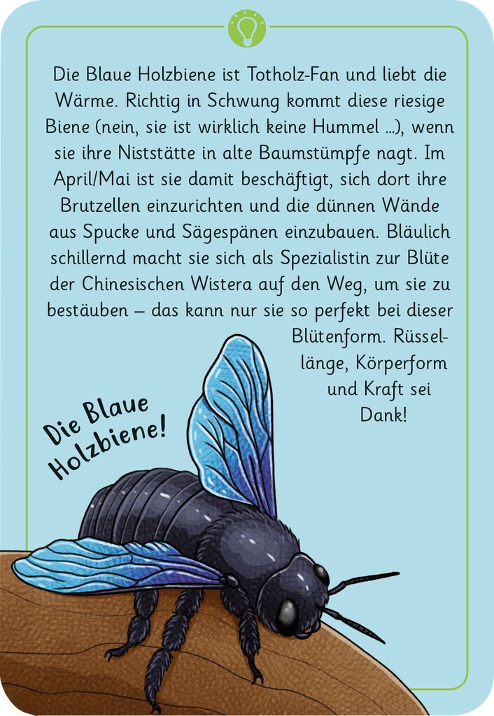 X_Expedition Natur - 50 wundersame Tierrätsel: Insekten