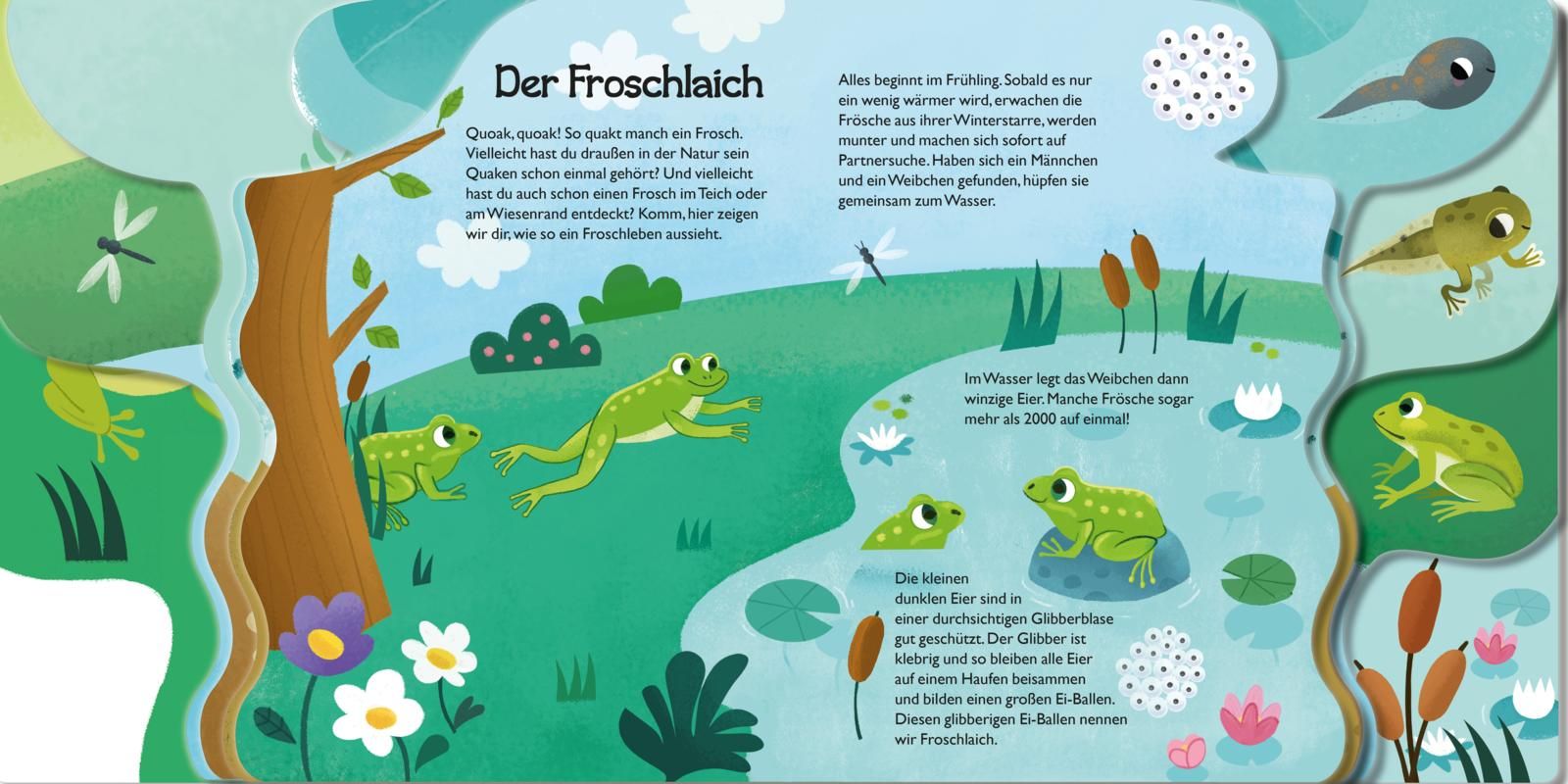 Von der kleinen Kaulquappe zum Frosch (Mängelexemplar)