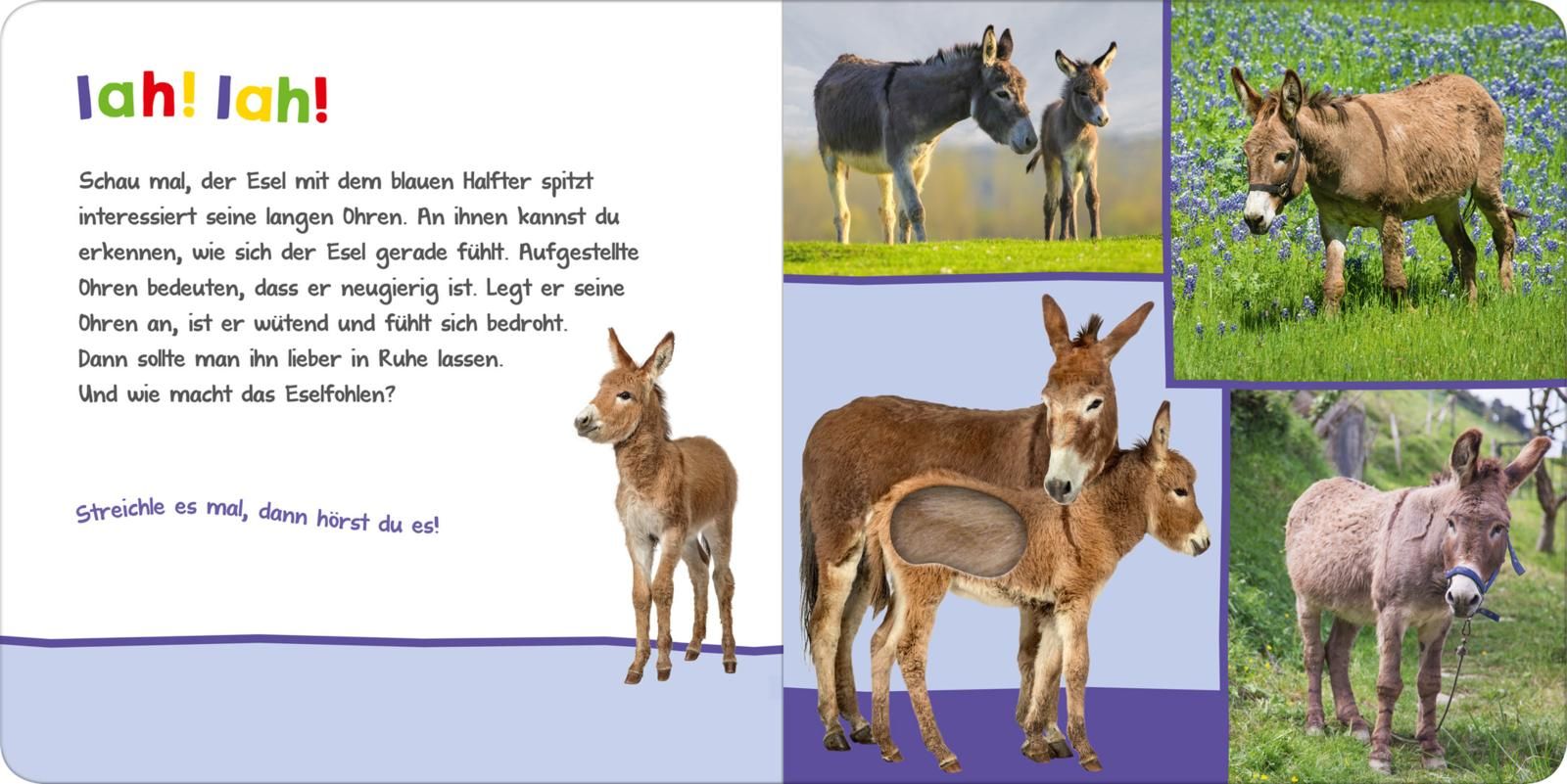Hör mal rein, wer kann das sein? – Auf der Weide - Soundbuch (Mängelexemplar)