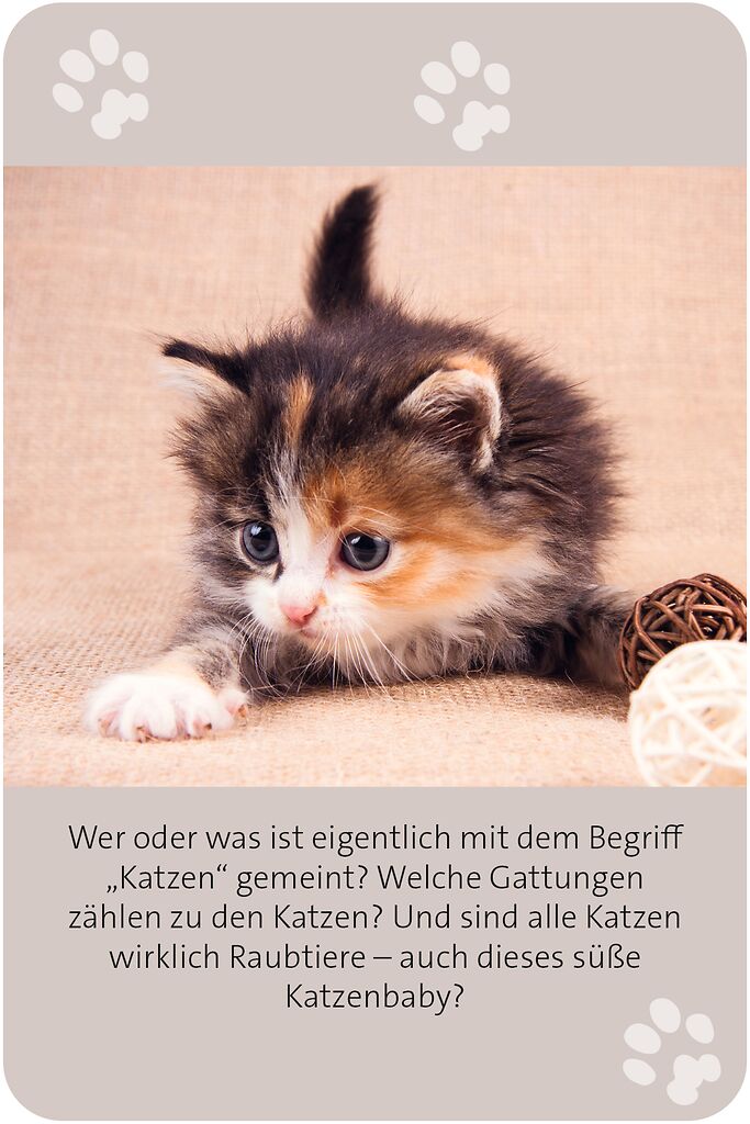 X_Das große Katzen Quiz (Mängelexemplar)