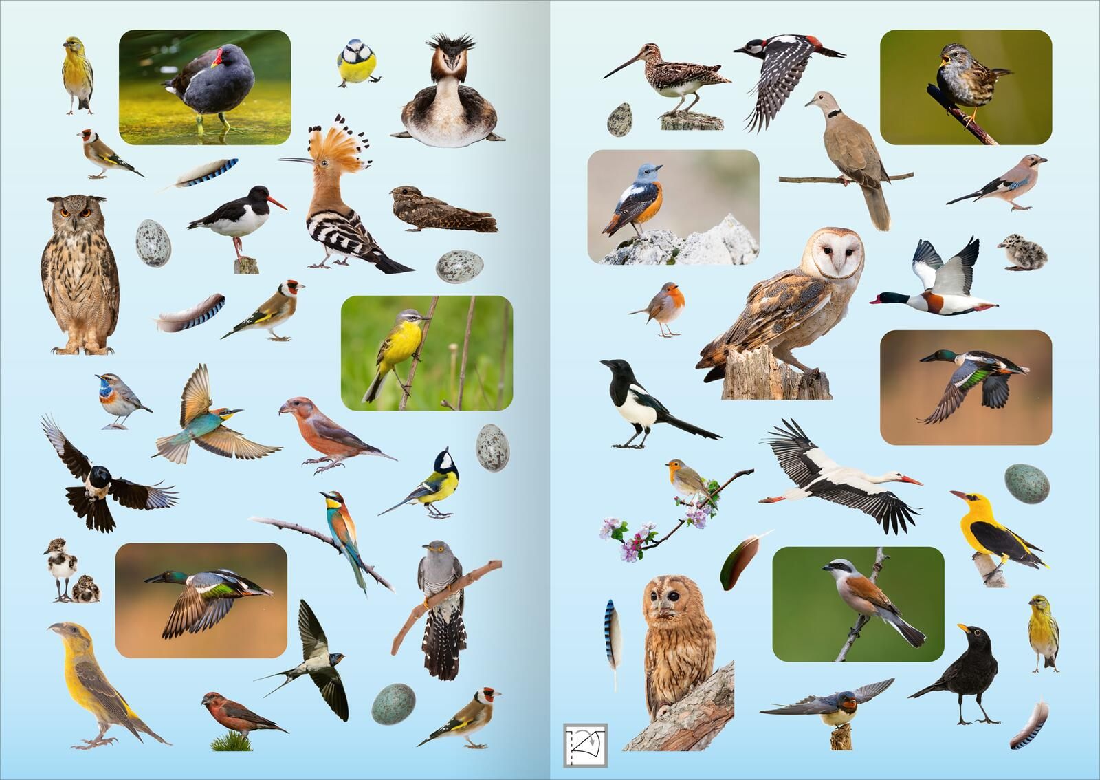Naturforscher-Kids – Fotosticker Vögel