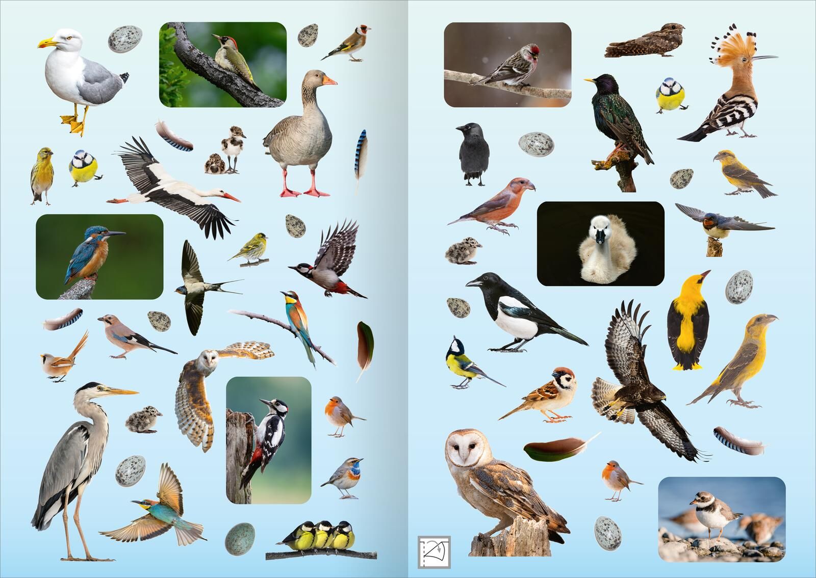 Naturforscher-Kids – Fotosticker Vögel