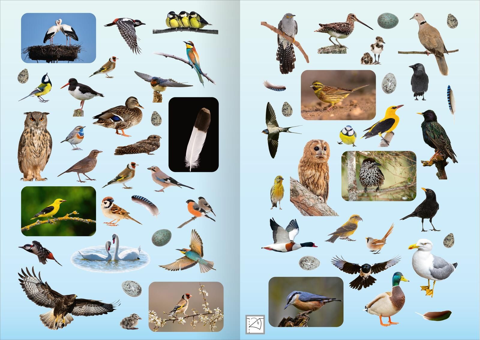 Naturforscher-Kids – Fotosticker Vögel