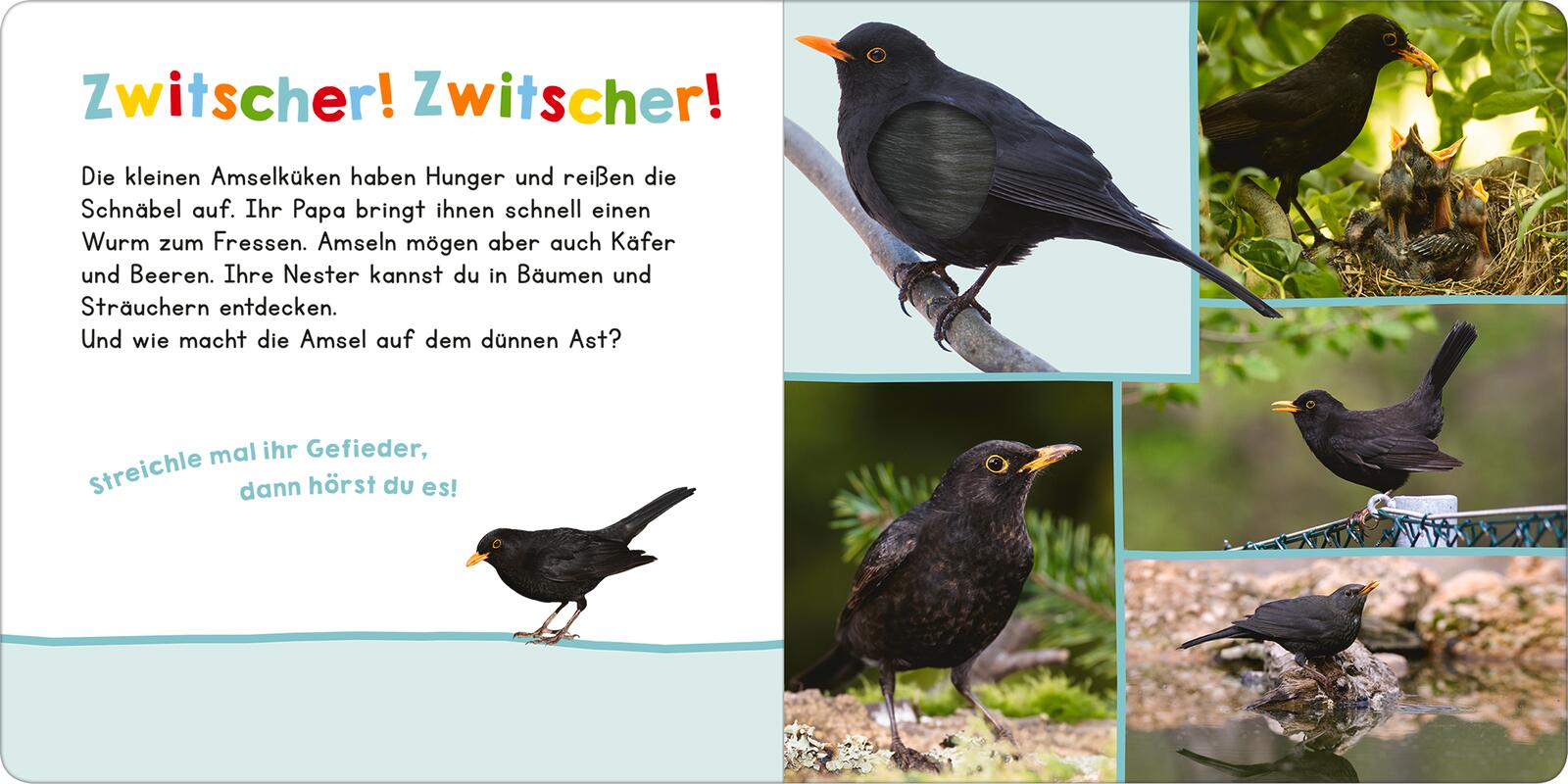Hör mal rein, wer kann das sein? Vögel - Soundbuch (Mängelexemplar)