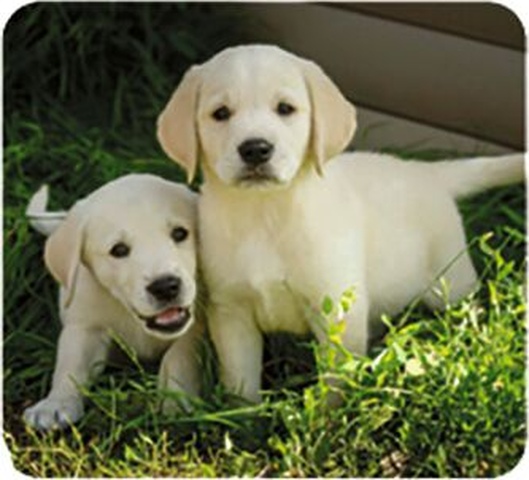 X_Kleine Diashow Tierbabys