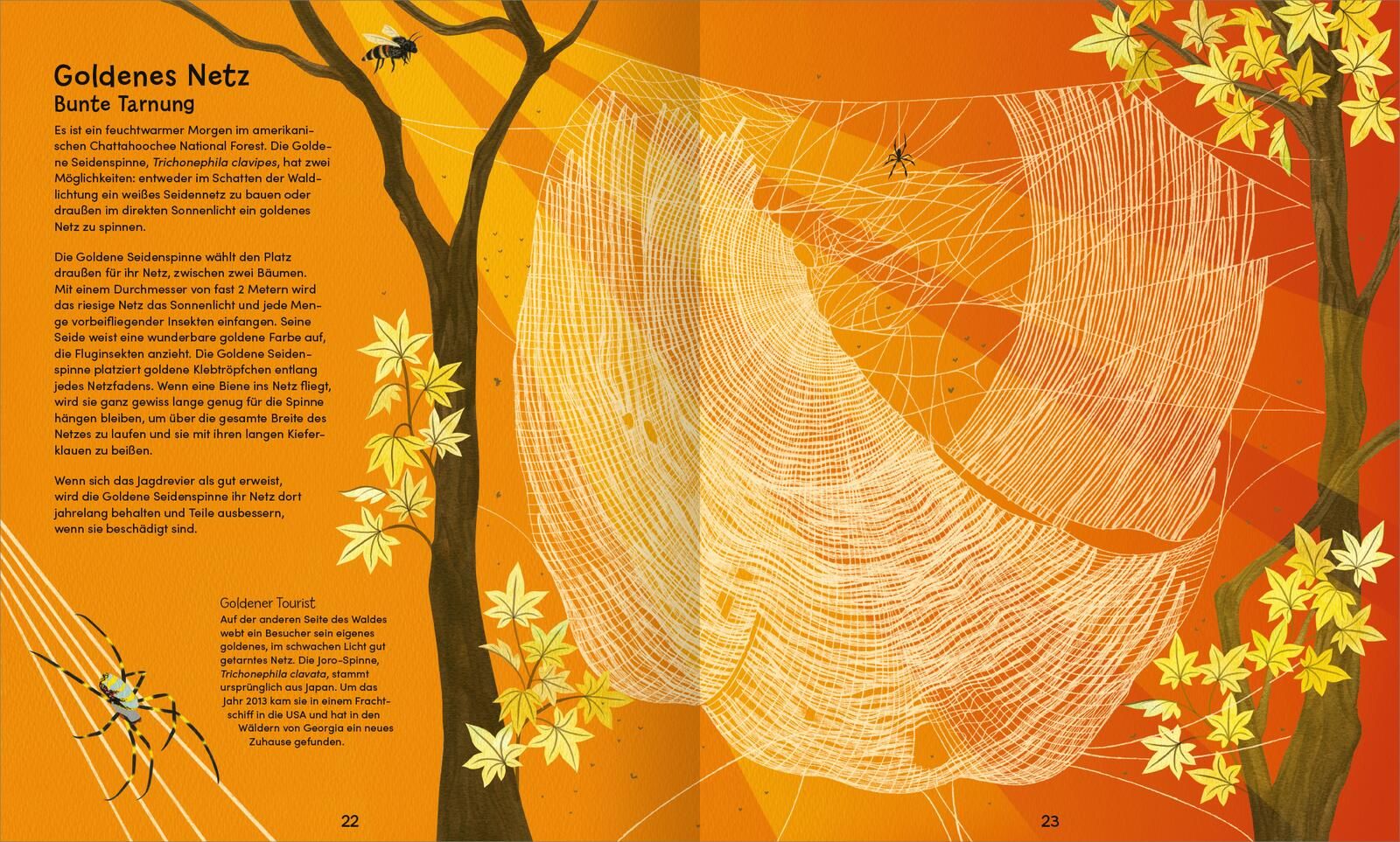 Wunderwelt der Spinnennetze (Mängelexemplar)
