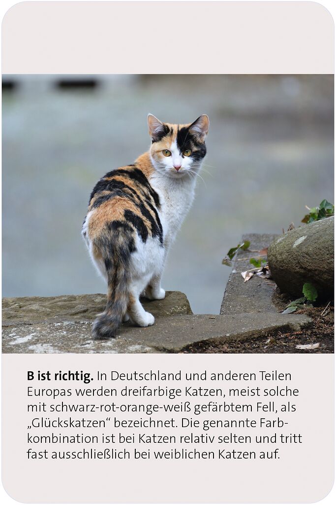 X_Das große Katzen Quiz (Mängelexemplar)