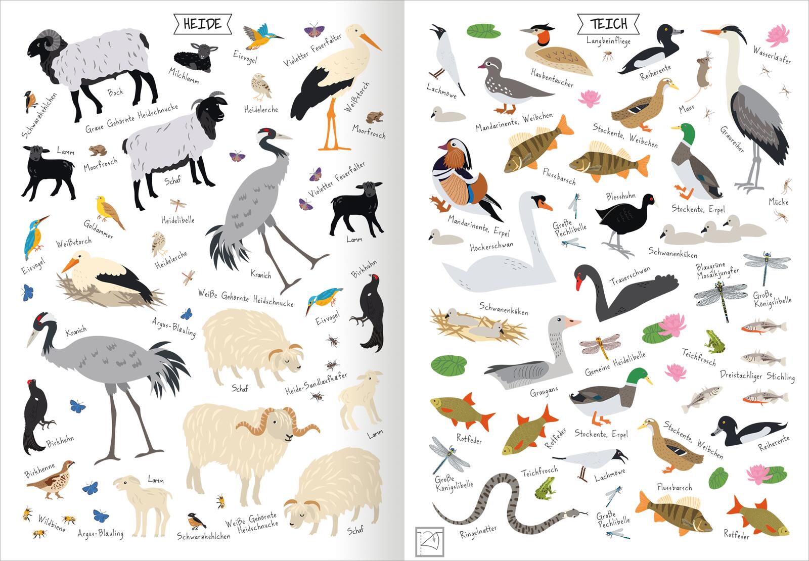 Naturforscher-Kids – Stickerheft Heimische Tierwelt (Mängelexemplar)