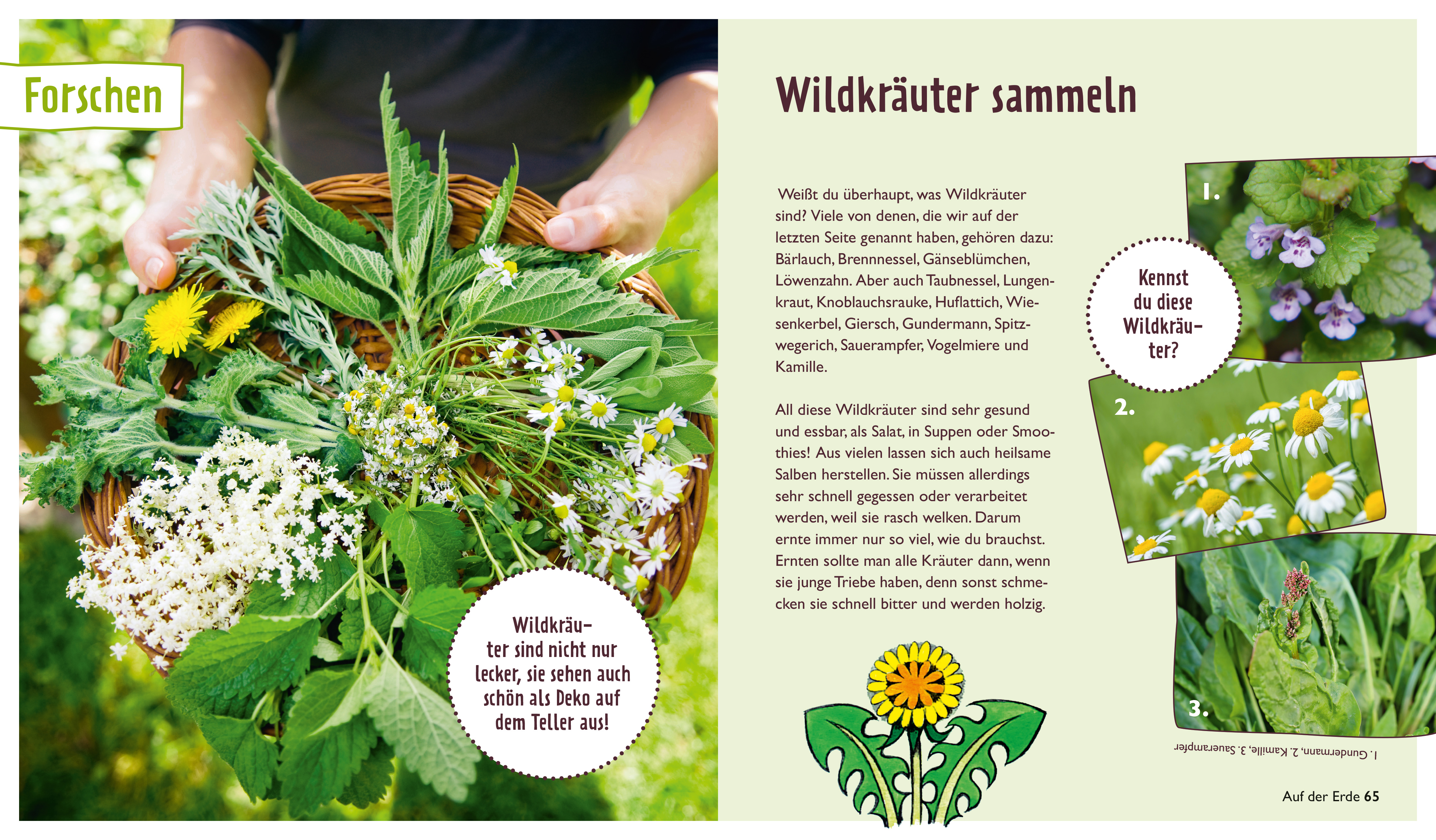 Der kleine Maulwurf: Über und unter der Erde (Mängelexemplar)