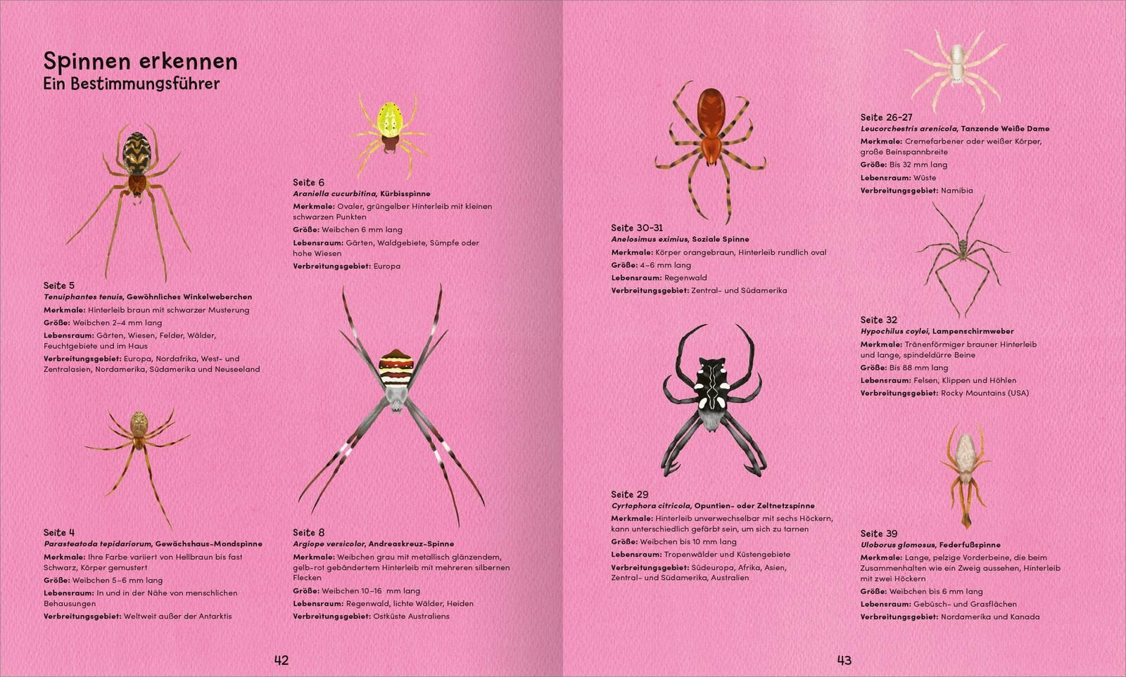 Wunderwelt der Spinnennetze (Mängelexemplar)