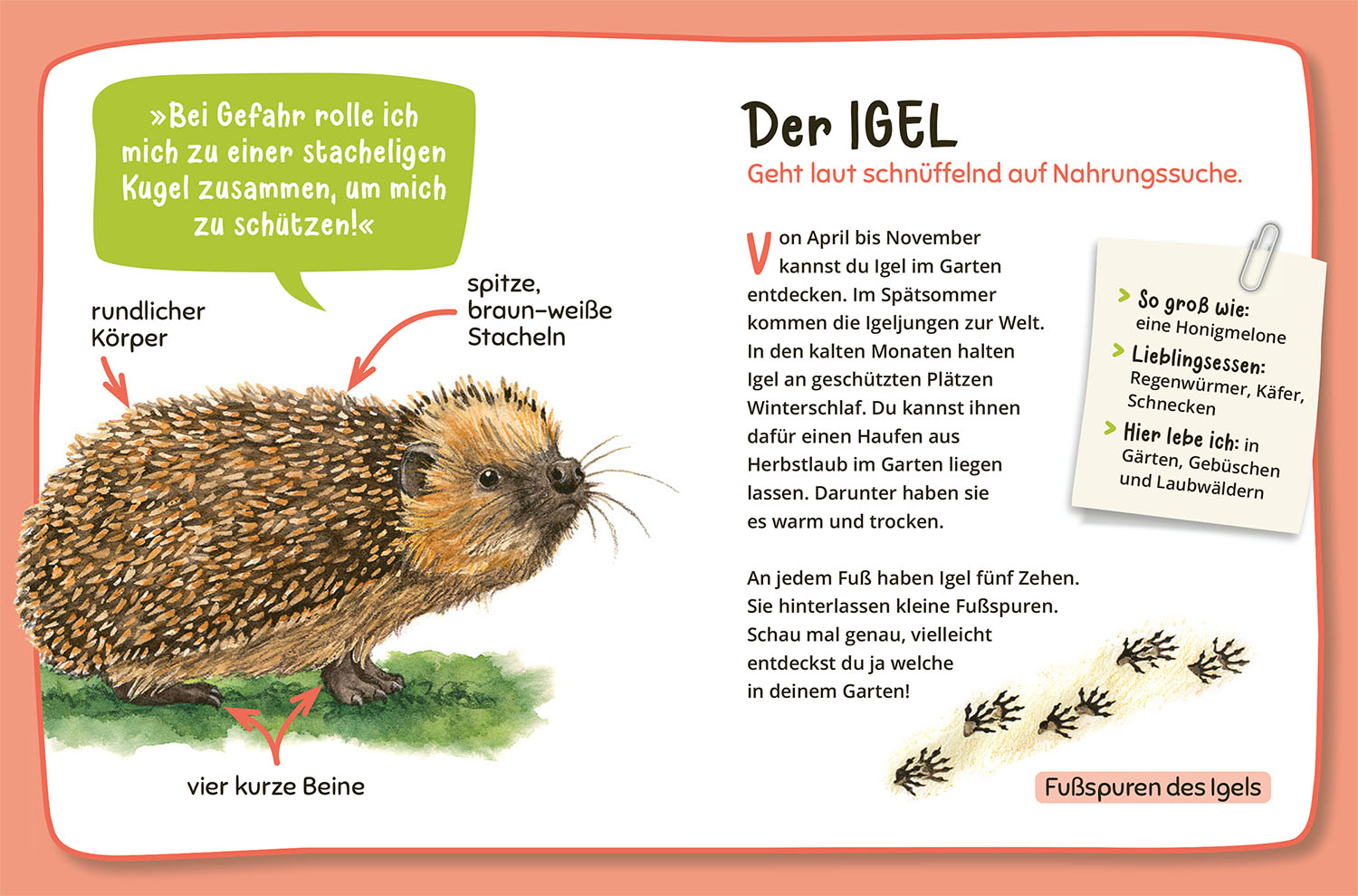 Mein erster Naturführer Was lebt im Garten? (Mängelexemplar)