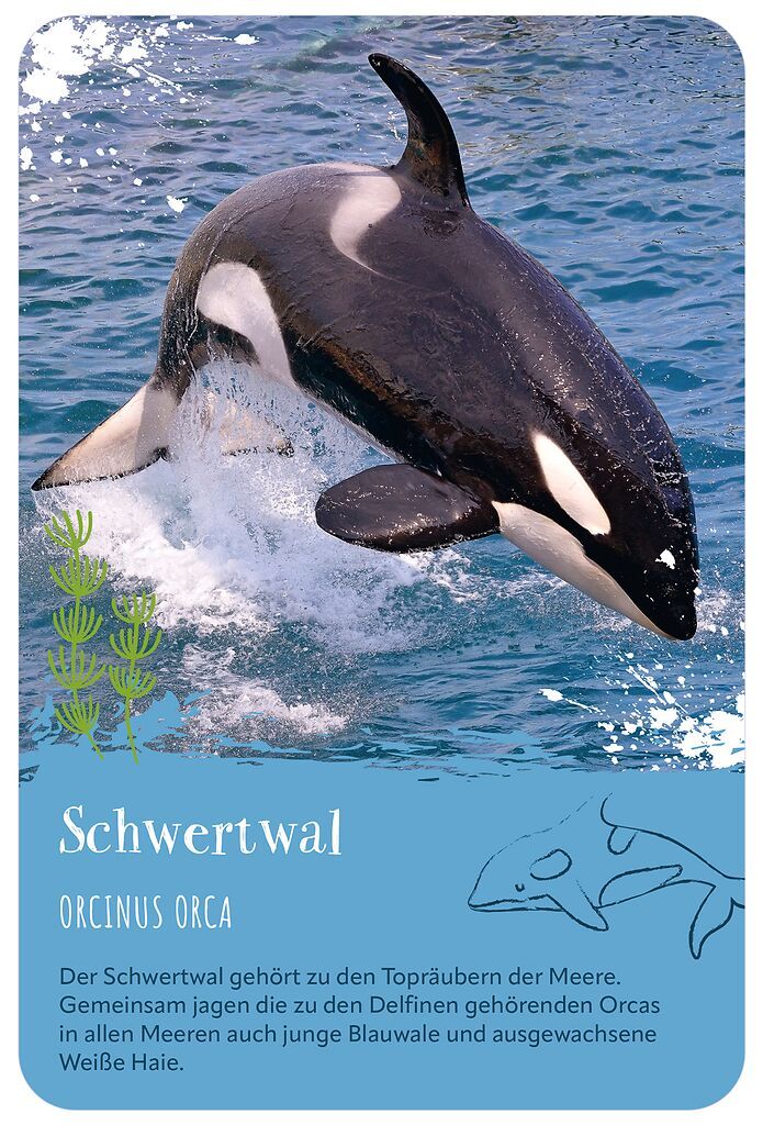 Die 100 schönsten Tiere der Welt (Mängelexemplar)