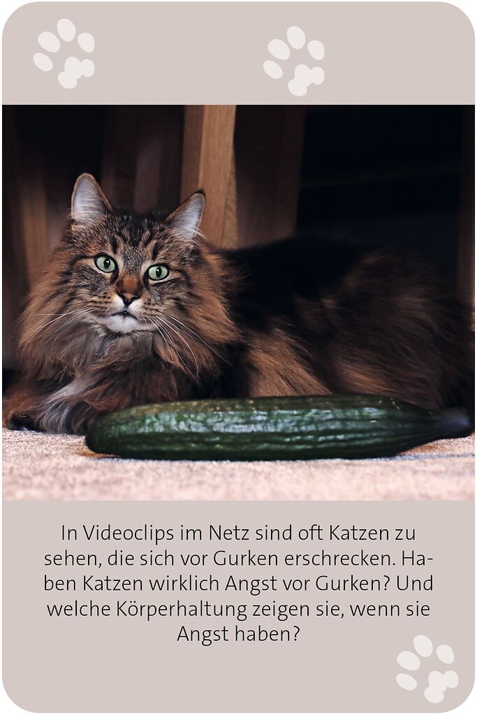 X_Das große Katzen Quiz (Mängelexemplar)