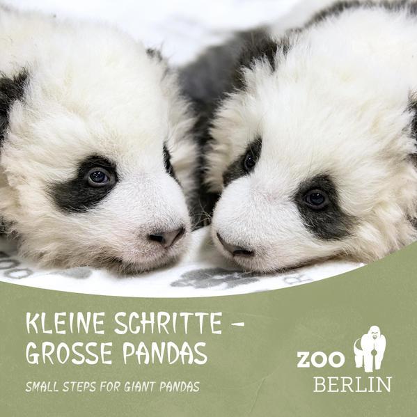 Kleine Schritte - Große Pandas - Die Panda-Zwillinge aus dem Zoo Berlin (Mängelexemplar)